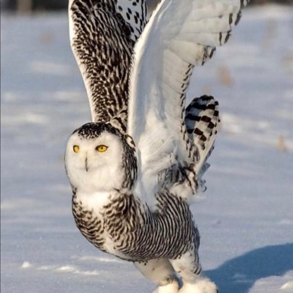 Meet your Posher, Cheryl